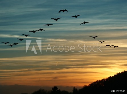 Afbeeldingen van Bird Migration at Sunset